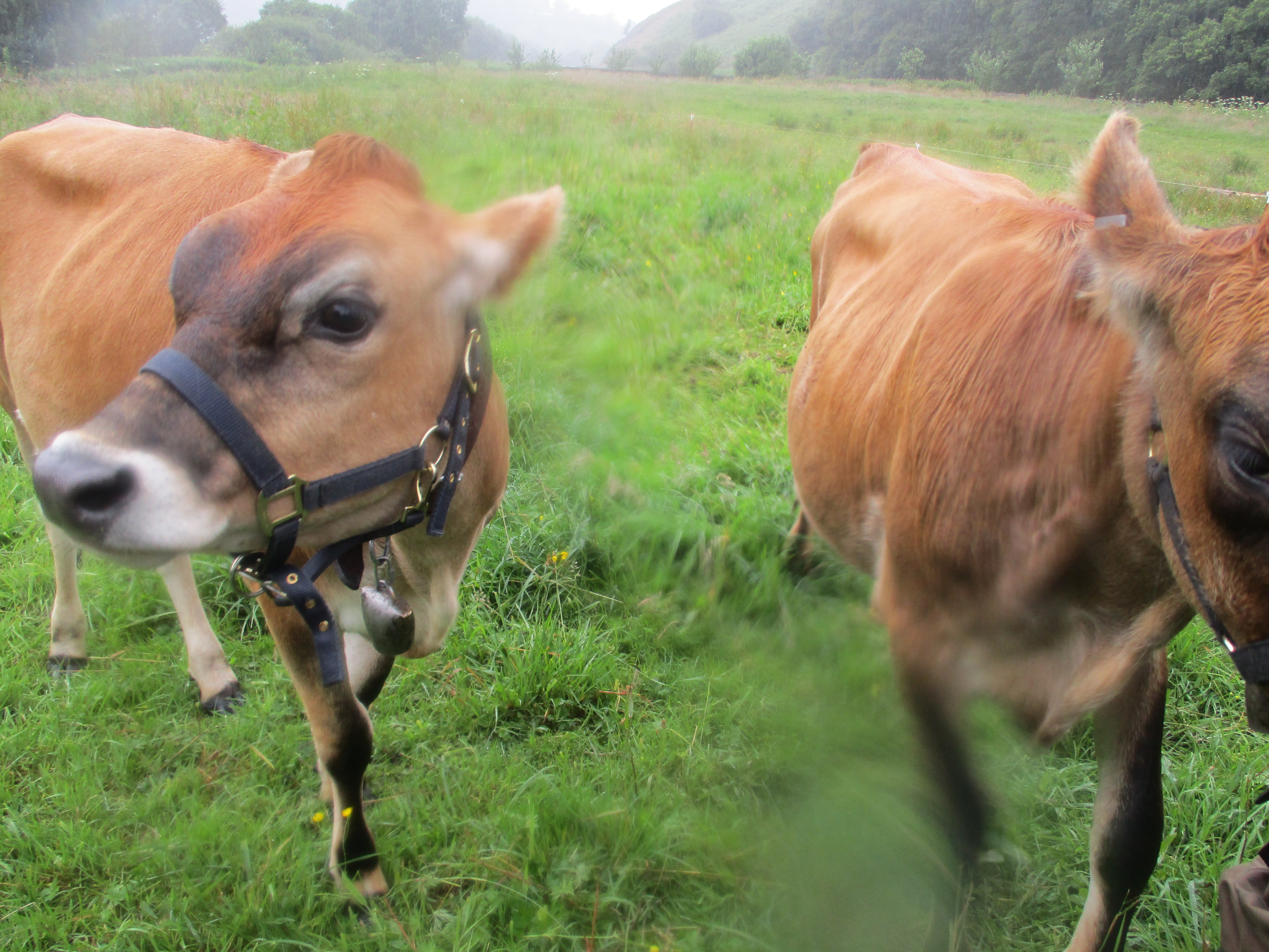 two female jersey cows